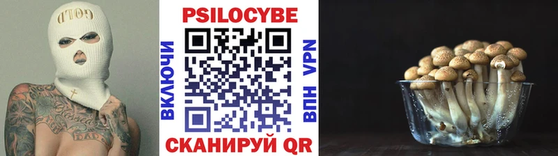цены   Новомосковск  Псилоцибиновые грибы Psilocybine cubensis 